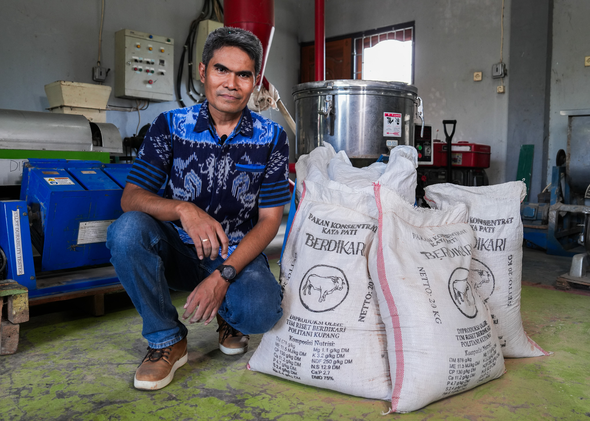 Sapi Cepat Gemuk, Peternak Cepat Panen: Inovasi Periset Kupang Temukan Pakan Ajaib Berbasis Putak